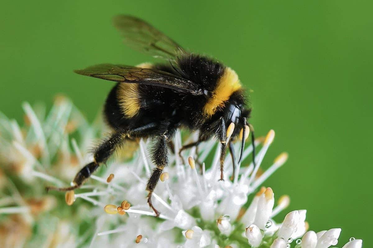 Des solutions efficaces pour éliminer les moucherons dans votre habitat